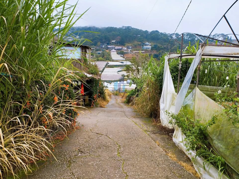 Đất Trịnh Hoài Đức Đà Lạt 219m² giá 7.5 tỷ - Đầu tư lý tưởng cho biệt thự hoặc homestay!