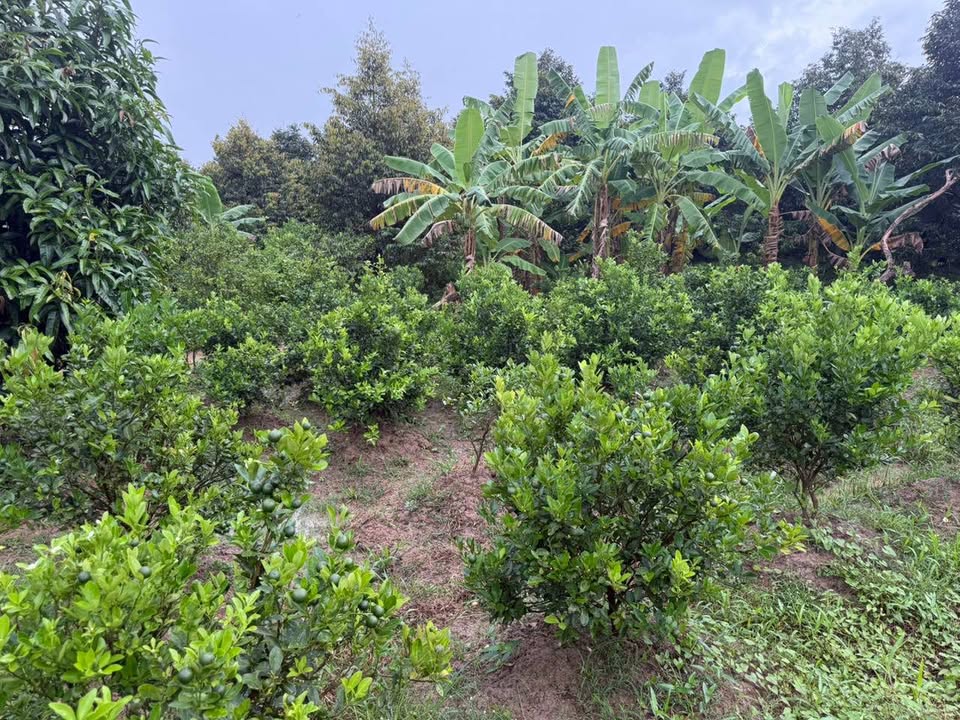 Đất nền Hòa Nghĩa Chợ Lách 850m² giá 470 triệu - Sổ hồng chính chủ!