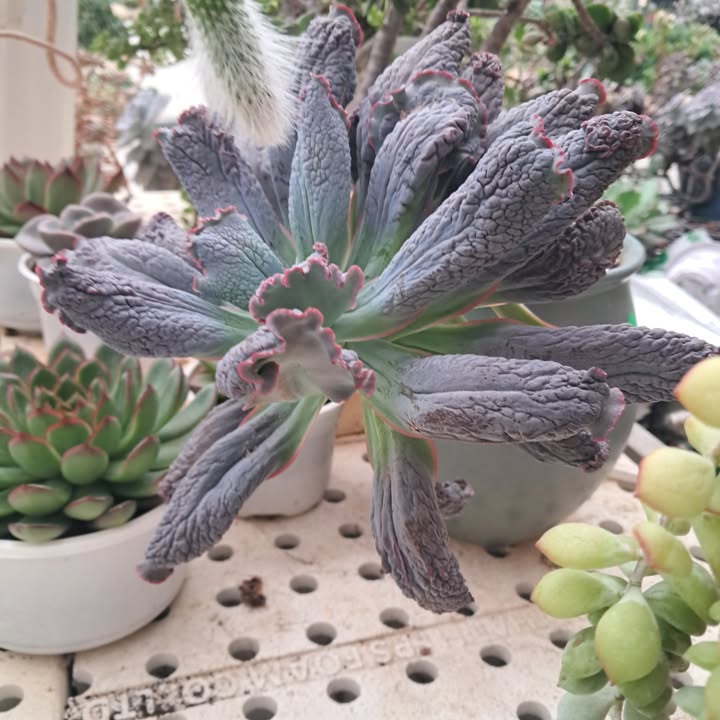 Đất nền Tân Tiến Đồng Phú 282m² giá 900 triệu - Sổ đỏ chính chủ, thương lượng ngay!