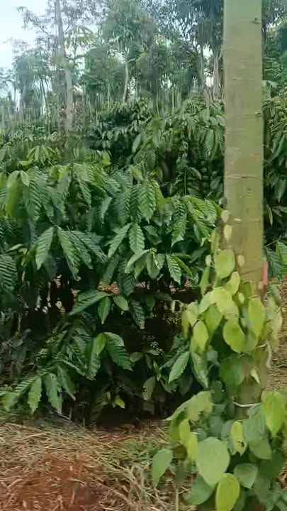 Đất nền Đắk Mil 14,400m² giá 2.35 tỷ - Vị trí đẹp, gần dân cư!