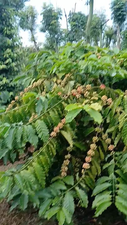 Đất thổ cư Đắk Mil 1440m² giá 2.35 tỷ - Vị trí thuận lợi gần dân cư!