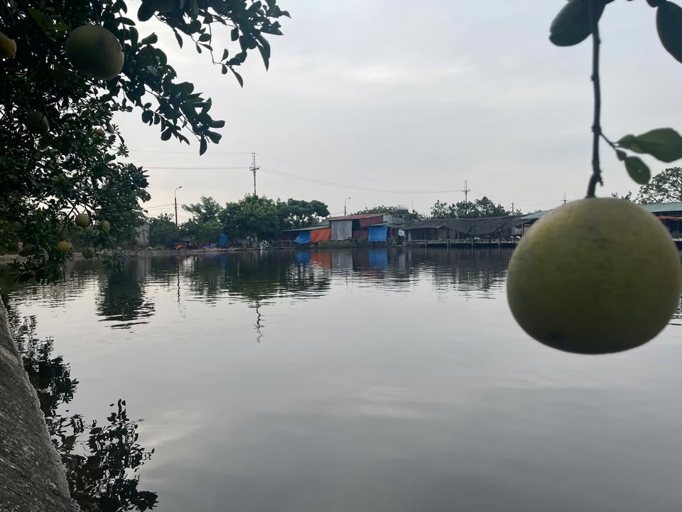 Trang trại 4700m² tại Đông Mỹ, Thanh Trì - Giá chỉ 1.65 tỷ, cơ hội đầu tư tuyệt vời!