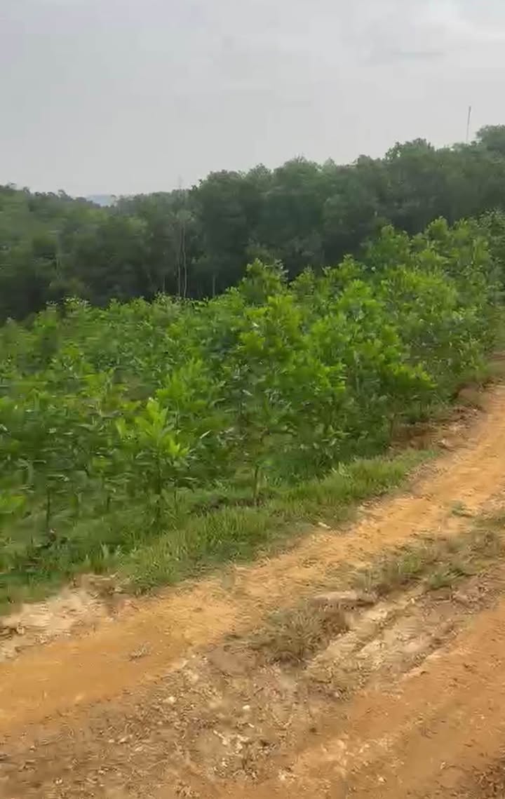 Đất trang trại Cự Thắng 30000m² giá 1.1 tỷ - Đường ô tô vào thoải mái!