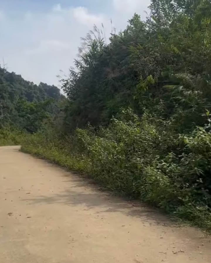 Đất rừng sản xuất 10ha tại Hương Cần, Thanh Sơn - Gần Quốc lộ 70, Đầu tư sinh lời!