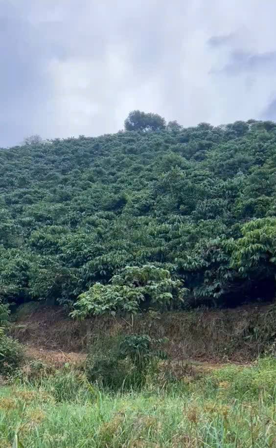 Đất nền Liêng Sơ Rôn Đam Rông 16.000m² giá 2 tỷ - Sổ đỏ chính chủ, đầu tư sinh lời!