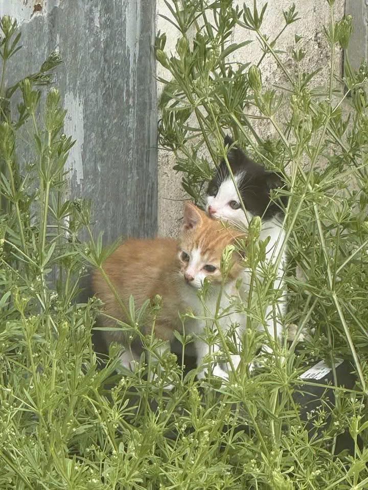 Cho thuê căn hộ 8 phòng 8WC tại An Khánh - Thủ Đức, giá 37.6 triệu/tháng - Lợi nhuận cao 18 triệu!