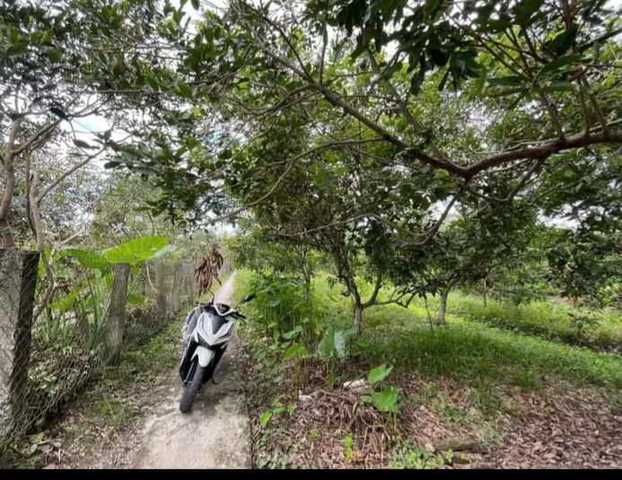 Farm hơn 2 công mít Thái Hòa Ninh, Long Hồ - Giá chỉ 900 triệu VND!