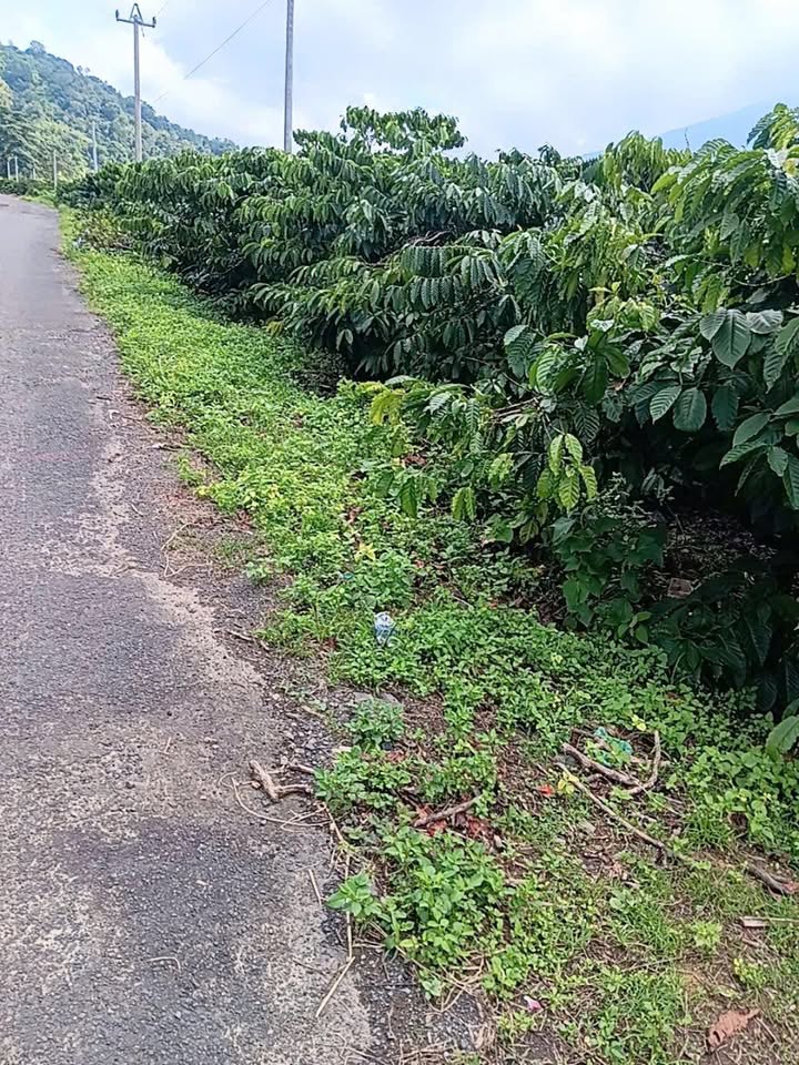 Đất nền cà phê Nam Ka Đắk Lắk 12.000m² giá 2.1 tỷ - Đầu tư sinh lời ngay!