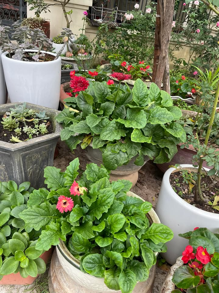 Cho thuê nhà vườn Đồng Tâm, Vĩnh Yên 300m² chỉ 2.5 triệu - Không gian sống lý tưởng!