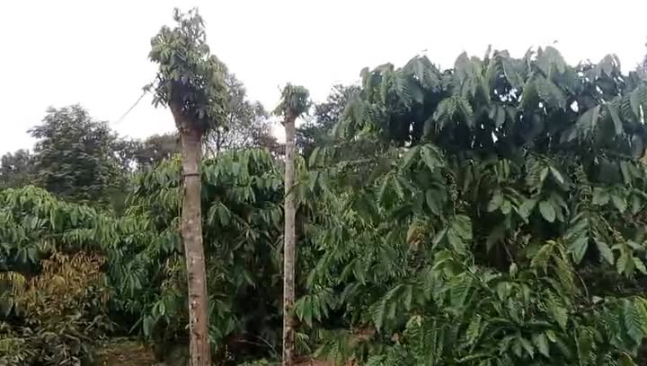 Đất nền 1500m² tại Đăk Mil - Giá chỉ 27 tỷ, đầu tư sinh lời ngay!