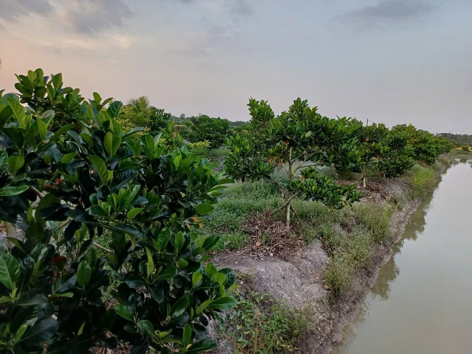 Đất đẹp 4 công 8 tại xã Phú Quới, Vĩnh Long - Giá chỉ 3.124 tỷ - Đầu tư sinh lời!