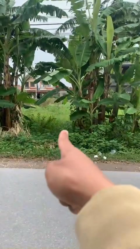 Đất mặt đường Ứng Hoè Ninh Giang 100m² - Cơ hội đầu tư kinh doanh hấp dẫn!