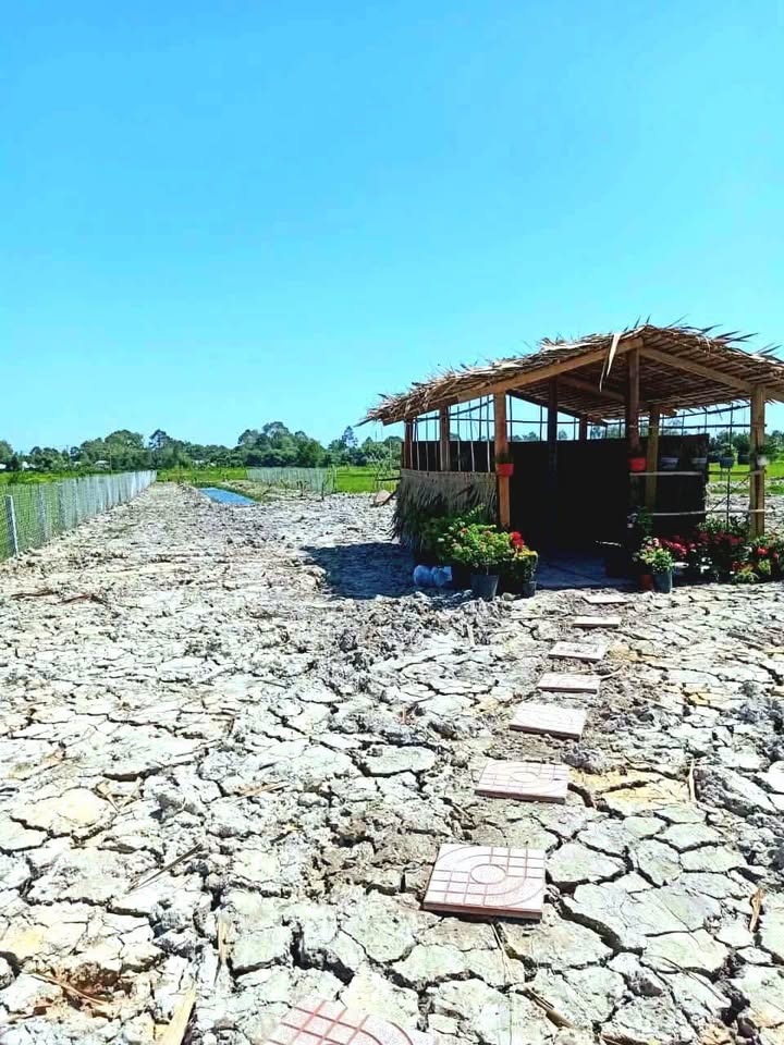 Đất vườn 2.2 công Trà Vinh giá chỉ 800 triệu - Sổ đỏ chính chủ, mặt tiền đường lớn!