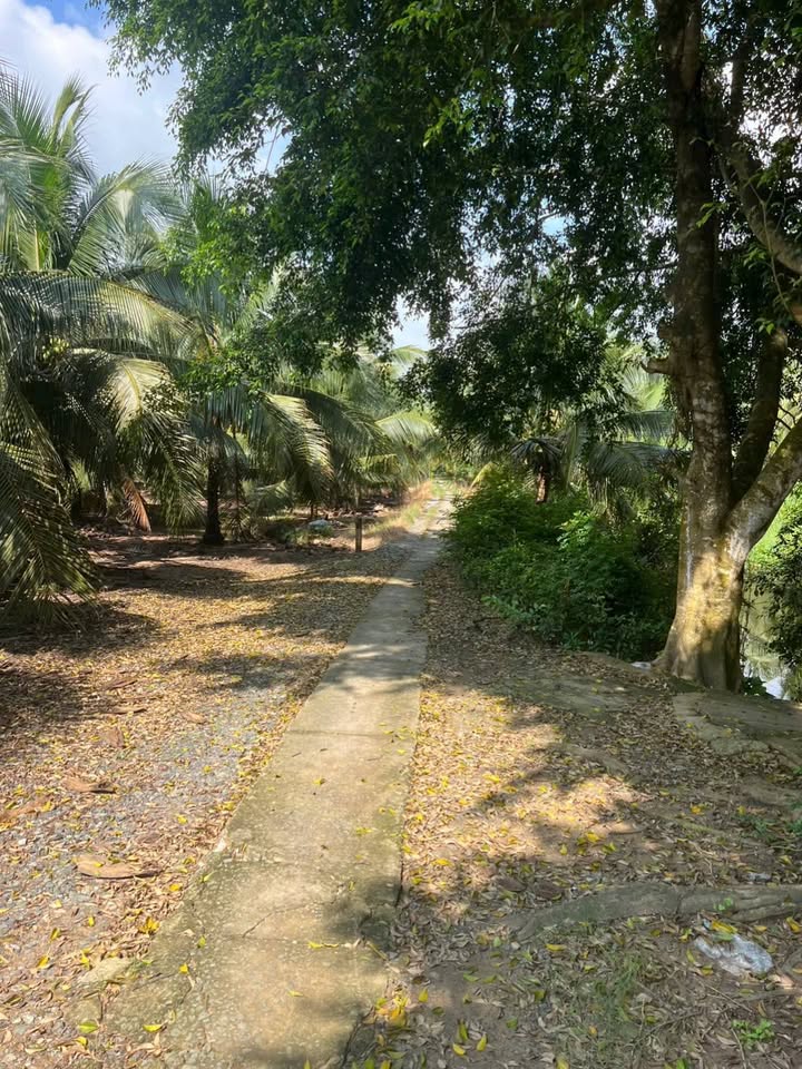 Đất dừa xiêm 2000m² Châu Hưng, Bình Đại chỉ 550 triệu - Cơ hội đầu tư hấp dẫn!