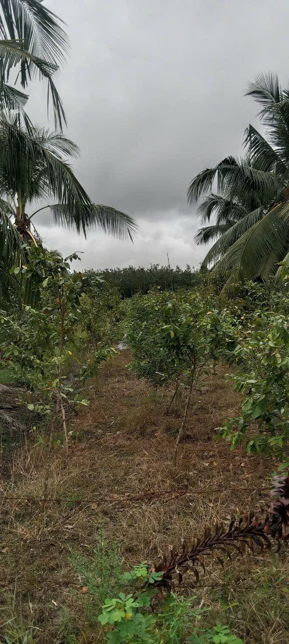 Đất nền Hảo Đước, Châu Thành, Tây Ninh 680m² giá 290 triệu - Mặt tiền đường nhựa thuận tiện!