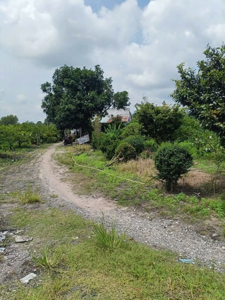 Đất vườn An Bình Châu Thành 50000m² giá 1.2 tỷ - Cơ hội đầu tư tuyệt vời!