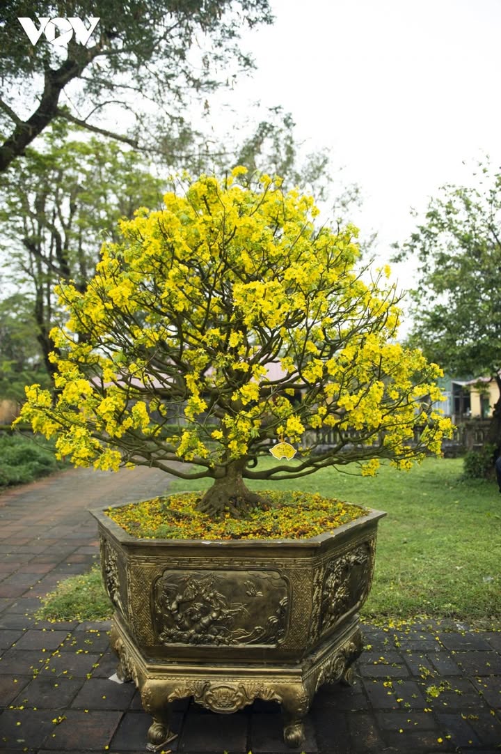 Đất nền An Phước 9000m² giá 3.6 tỷ - Cơ hội đầu tư tuyệt vời!