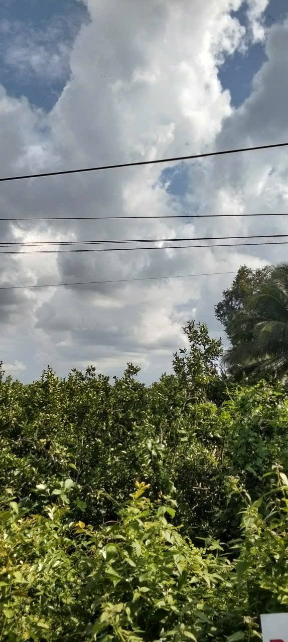 Đất công viên 2000m² tại xã Tường Lộc, Tam Bình - Giá chỉ 730 triệu VND!