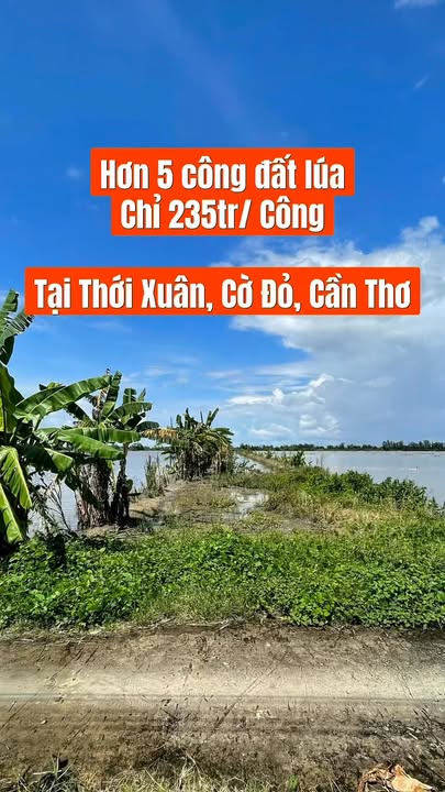 Đất nền 5000m² Thới Xuân - Cờ Đỏ, Cần Thơ - Gần chợ chỉ 3km!