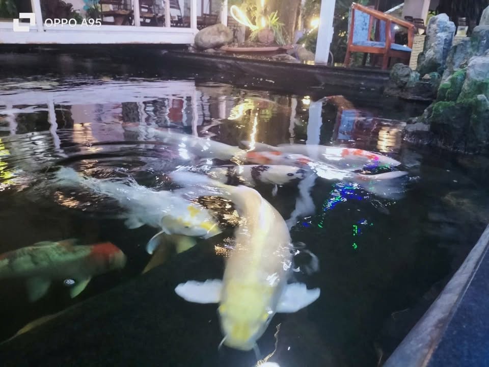 Đất nghỉ dưỡng Trường Xuân Thới Lai 1950m² giá 3 tỷ - Cơ hội đầu tư hấp dẫn!