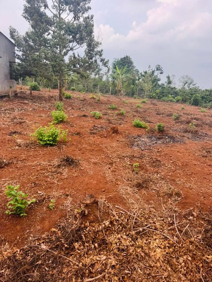 Đất thổ cư Ea Drông Buôn Hồ 320m² giá 390 triệu - Nhanh tay sở hữu!