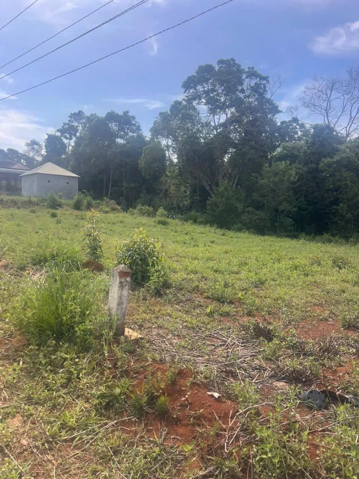 Đất Farm Sơn Lang, Kbang 1000m² - Đầu tư sinh lời giữa thiên nhiên!