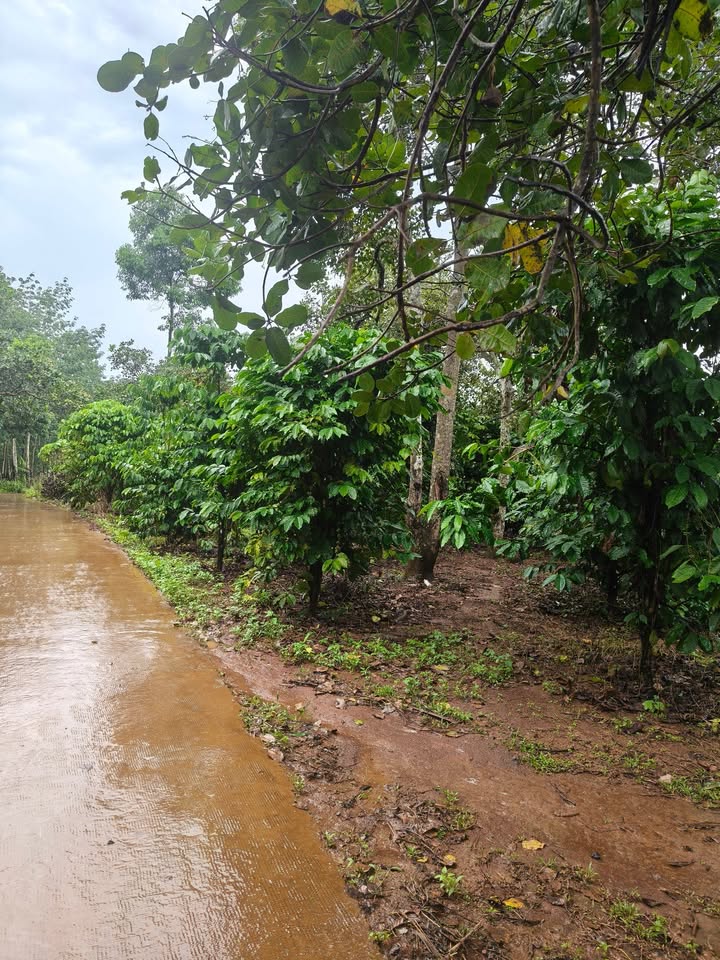 Đất Farm Thọ Sơn Bù Đăng 10.000m² giá 2 tỷ - Đầu tư sinh lời ngay!