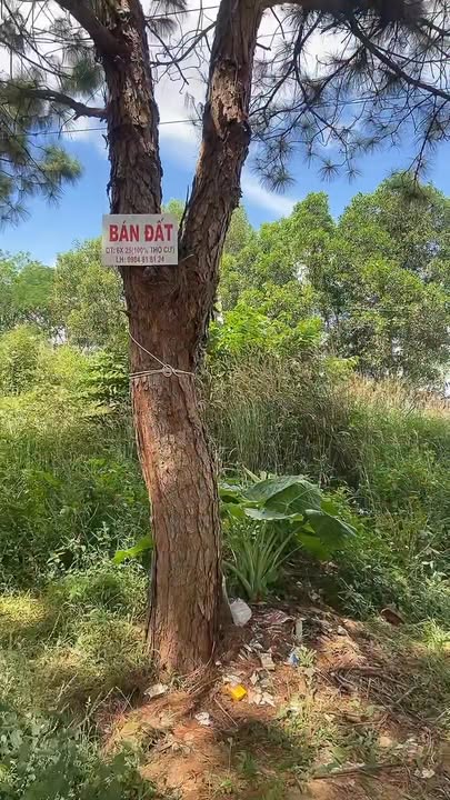 Đất thổ cư Diên Hồng, Pleiku 625m² - View đẹp, sẵn sàng cho chủ mới!