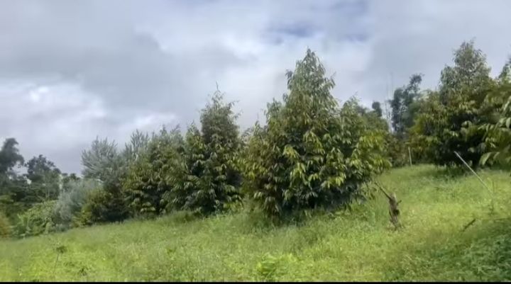 Farm 720m² tại Đông Thanh, Lâm Hà - Đầy đủ tiện ích, 2.5 tỷ!