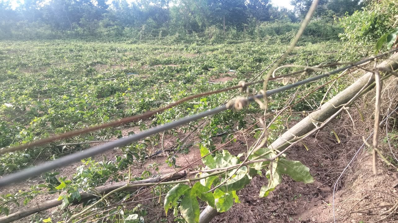 Đất nền Cư Ni 6500m² giá chỉ 850 triệu - Pháp lý rõ ràng, đầu tư sinh lời!