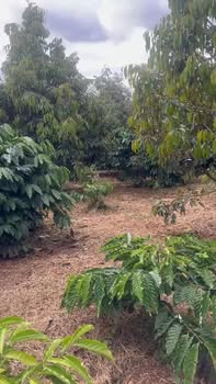 Đất nền 11,000m² tại phường Cư Bao, Buôn Hồ - Giá chỉ 1.656 tỷ VND