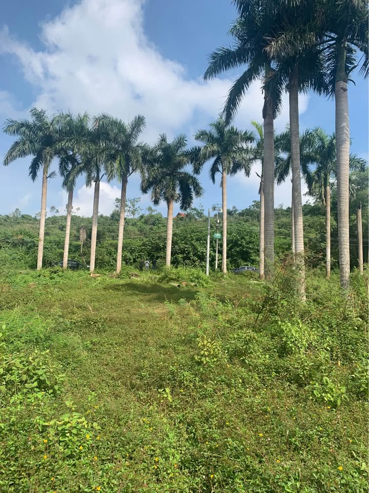 Đất nghỉ dưỡng thôn Quýt, Ba Vì 1360m² giá tốt - Đầu tư sinh lời cao!