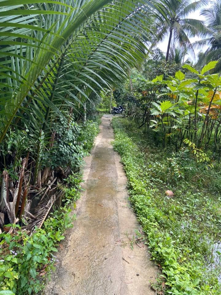 Đất nền Phú Mỹ, Mỏ Cày Bắc 1847m² giá 750 triệu - Tiềm năng đầu tư hấp dẫn!