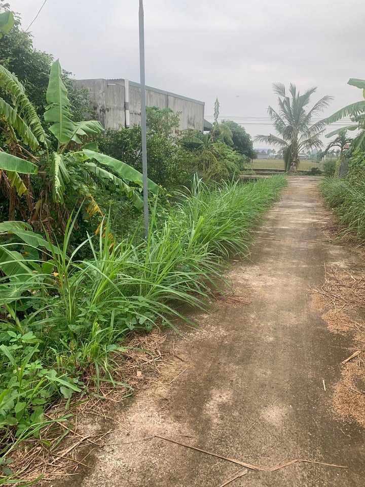 Đất nền 500m² tại Nga Thái, Nga Sơn - Giá chỉ 3xx triệu - Đầu tư sinh lời