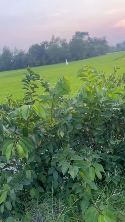 Đất Mặt Tiền An Sơn, An Ninh Tây, Đức Hòa 5584m² giá 7.5 tỷ - Đầu tư sinh lời tuyệt vời!