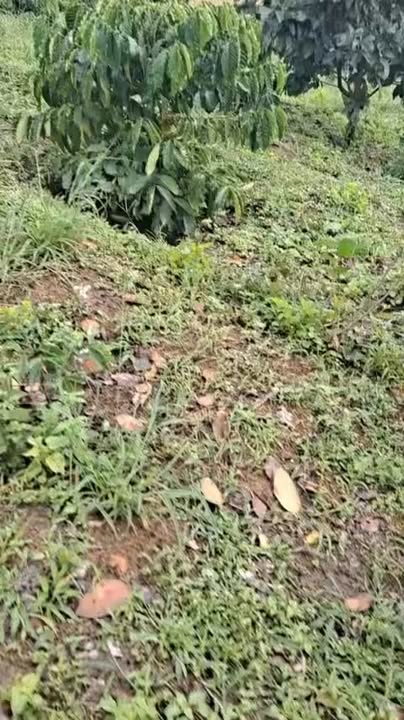 Đất 1.2ha xã Phúc Thọ, Lâm Hà giá 2.3 tỷ - Cơ hội đầu tư hấp dẫn!