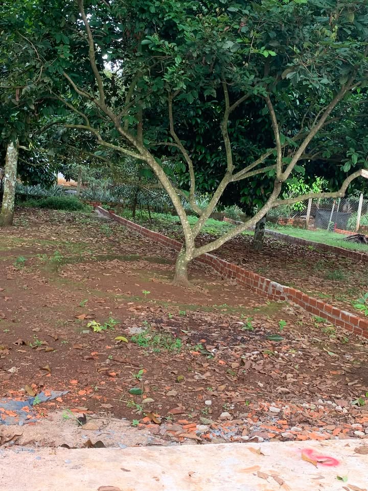 Đất Bàu Sen Long Khánh 100m² giá 929 triệu - Vị trí đắc địa gần trung tâm!