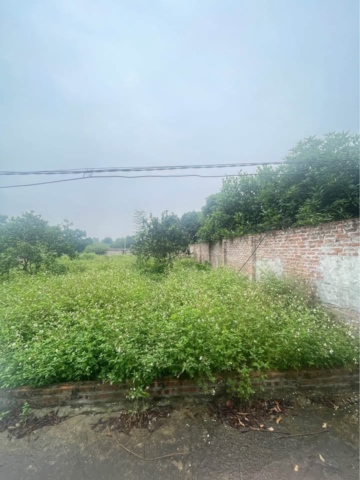 Đất Ngọc Nhị, Cẩm Lĩnh 720m² giá tốt - Tiềm năng sinh lời cao!