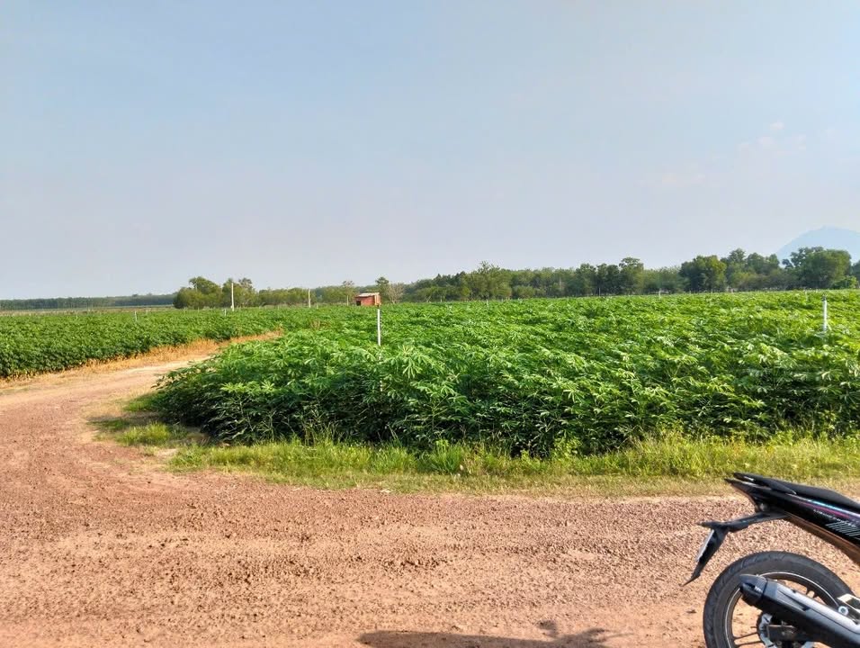 Đất nền Tân Phú, Tân Châu 2000m² giá 200 triệu - Sổ đỏ chính chủ, xe ô tô né nhau!