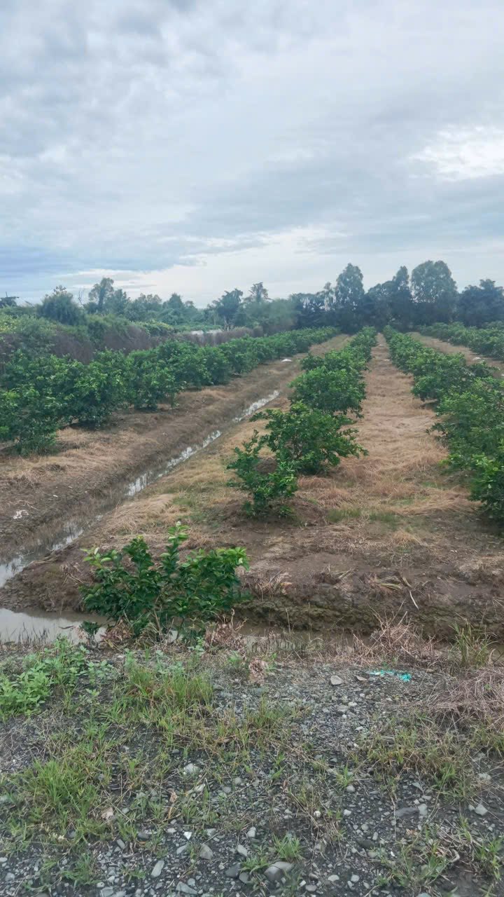 Đất thổ vườn xã Thạnh Lợi, Bến Lức 2230m² - Sổ hồng chính chủ, giá chỉ 3.5 tỷ!