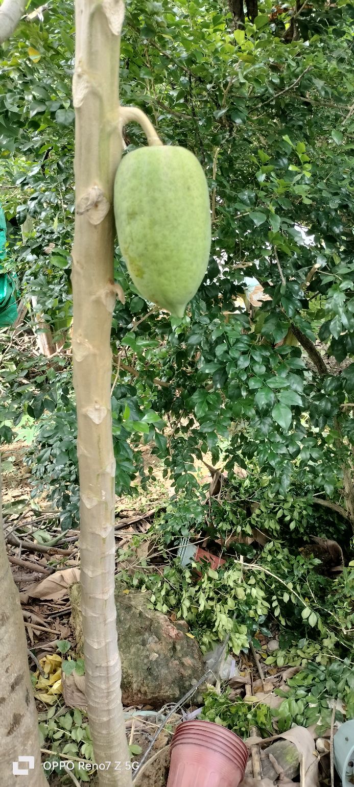 Đất mặt tiền đường Lê Hồng Phong, Khánh Vĩnh 140m² giá 1 tỷ - Tiềm năng kinh doanh lớn!