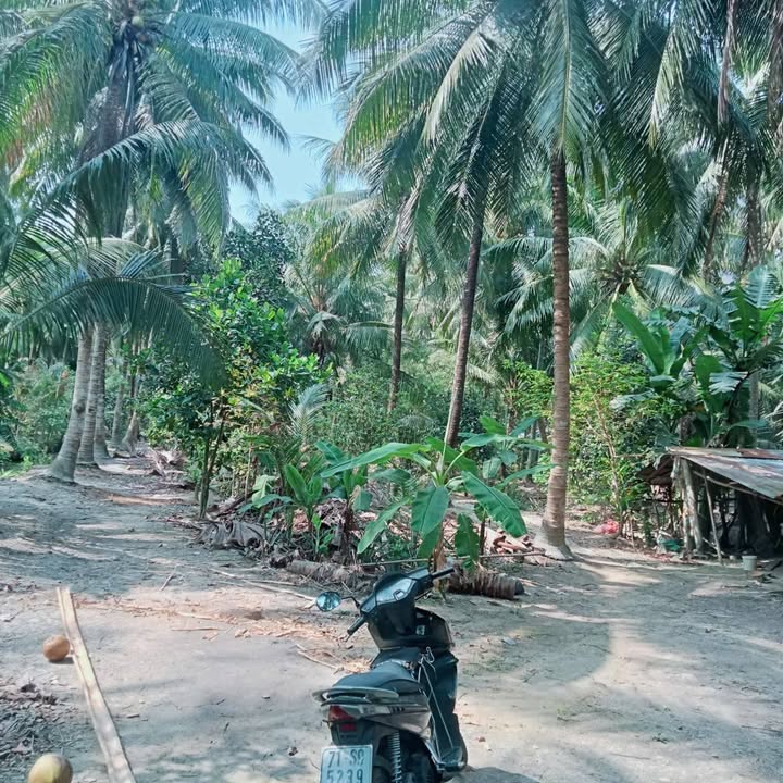 Đất vườn dừa Tân Thanh Tây Mỏ Cày Bắc 9500m² giá 3.3 tỷ - Đất bằng phẳng đẹp