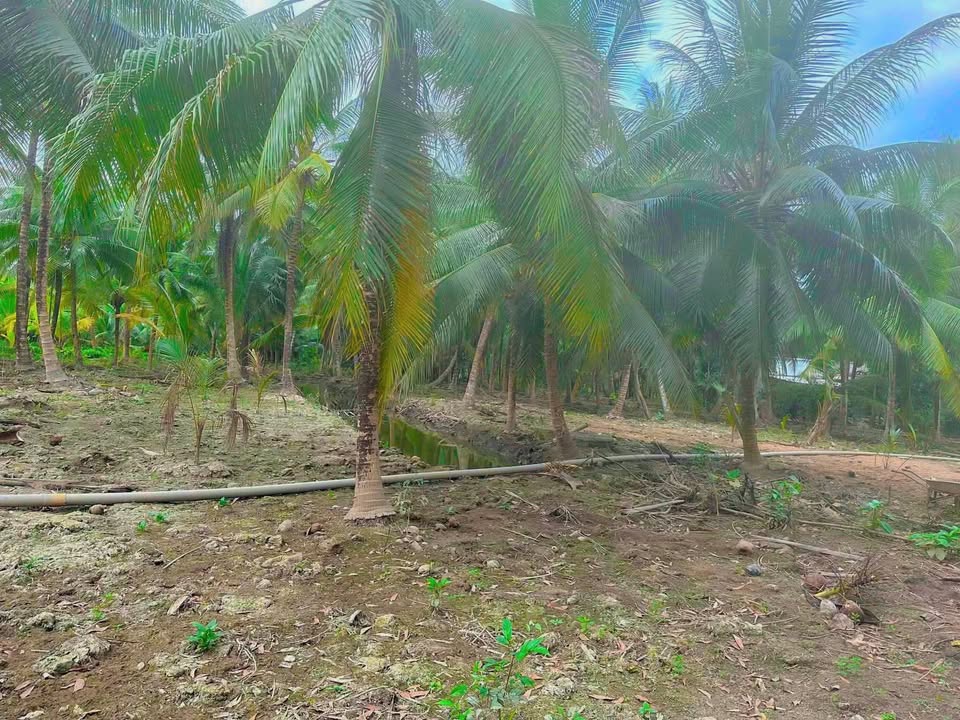 Đất thổ cư 200m² Mỏ Cày Bắc Bến Tre 6000m² - Giá 3.5 tỷ thương lượng ngay!