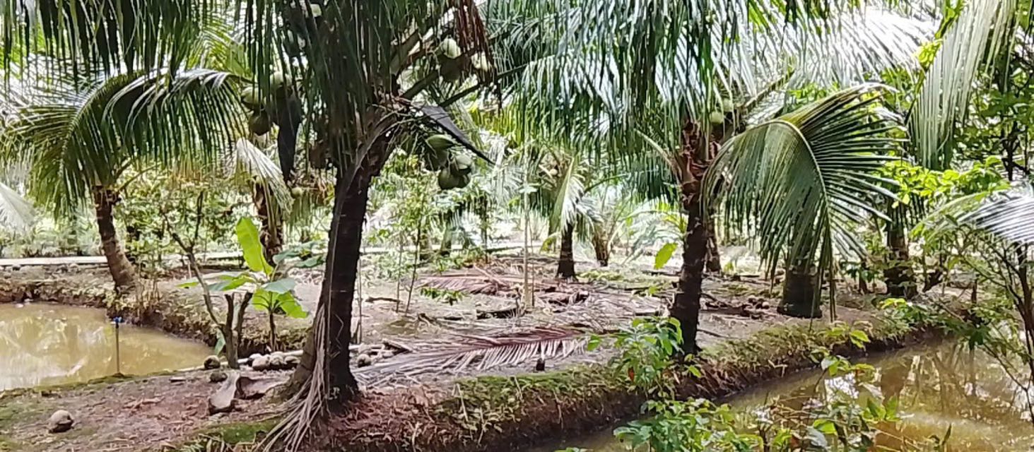 Đất vườn dừa Giao Long 444m² giá 870 triệu - Cơ hội đầu tư tuyệt vời!