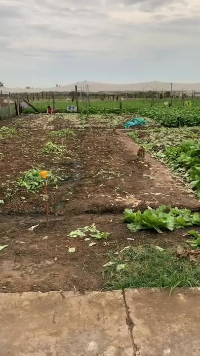 Đất mặt tiền Ấp Thạnh Hòa, Tân Hòa, Gò Công Đông 174m² - Giá chỉ 385 triệu!