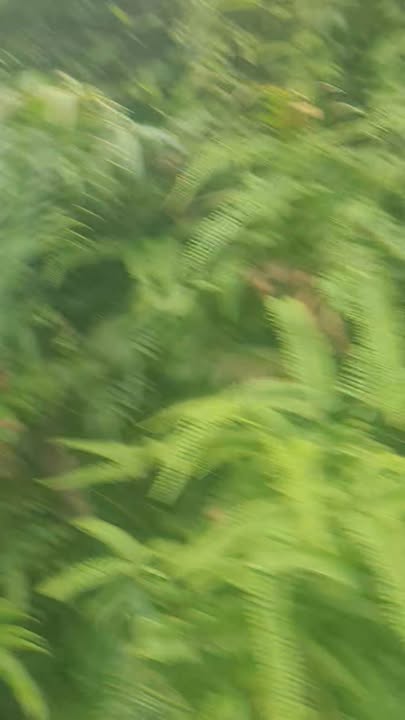 Đất rừng 14-H tại Thành Công, Phổ Yên giá thỏa thuận - Cơ hội đầu tư hấp dẫn!