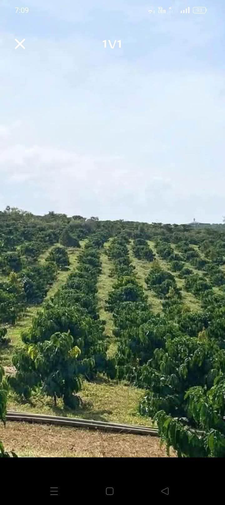 Đất nền Tân Lâm Bảo Lâm 12000m² giá 2.8 tỷ - Cơ hội đầu tư hấp dẫn!