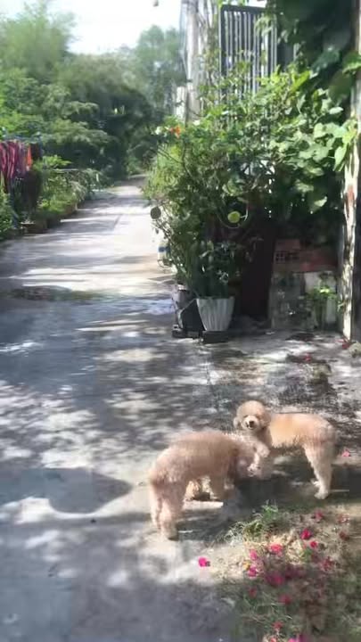 Nhà 1 Lầu Long Thượng, Cần Giuộc 80m² giá 1.95 tỷ - Vị trí gần chợ, xe hơi vào tận nơi!