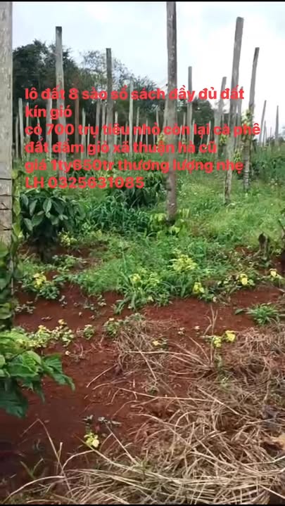 Đất vườn 8 sào tại xã Thuận Hà, Di Linh - Giá 1.65 tỷ, thương lượng nhẹ!