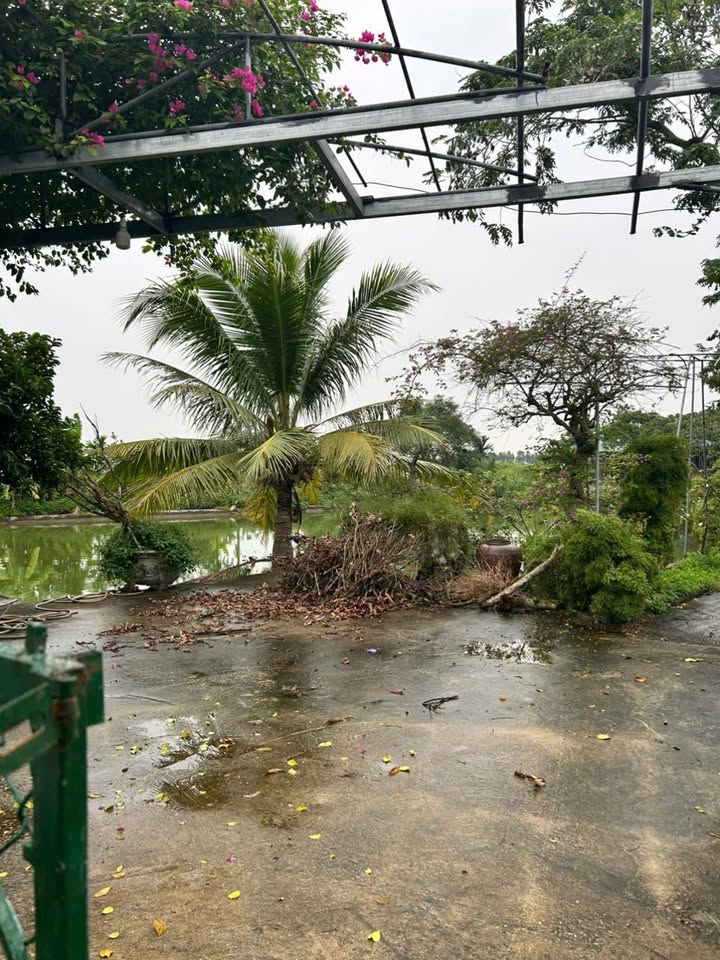 Đất nông nghiệp tại Đồng Tâm, Ninh Giang 1800m² - Cơ hội đầu tư hấp dẫn!